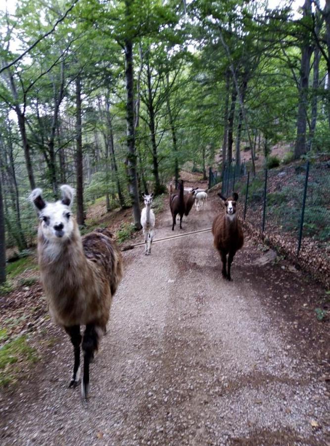 Agriturismo Athabaska San Lorenzo Dorsino Zewnętrze zdjęcie